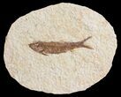 Detailed, Knightia Fossil Fish - Wyoming #53882-1